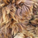 alpaca-fur-blanket-hide