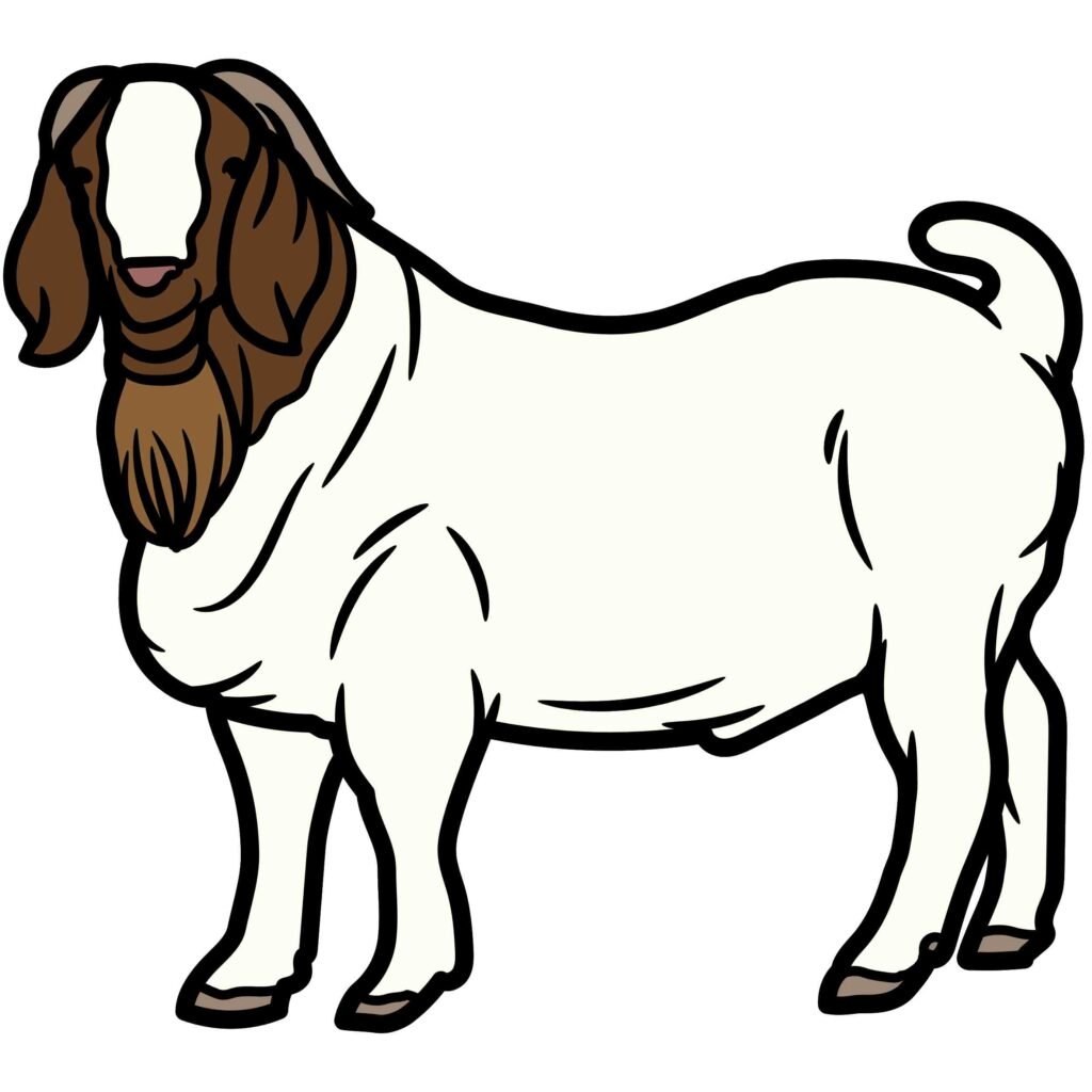 5 Popular Meat Goat Breeds
